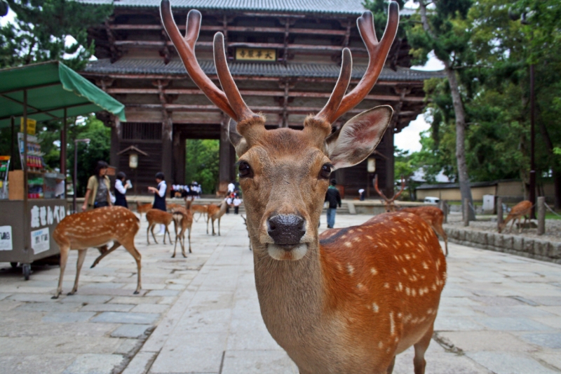 【狂鹿病】伝染したシカが人里まで降りてきたら！？日本にも危険信号