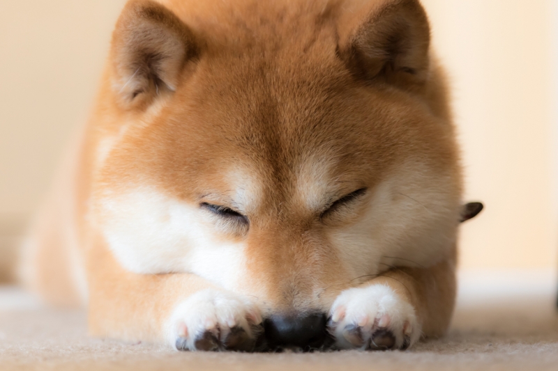 飼い犬の高齢化が進む中、犬の健康増進サービスも増加。「ドッグフィッ...